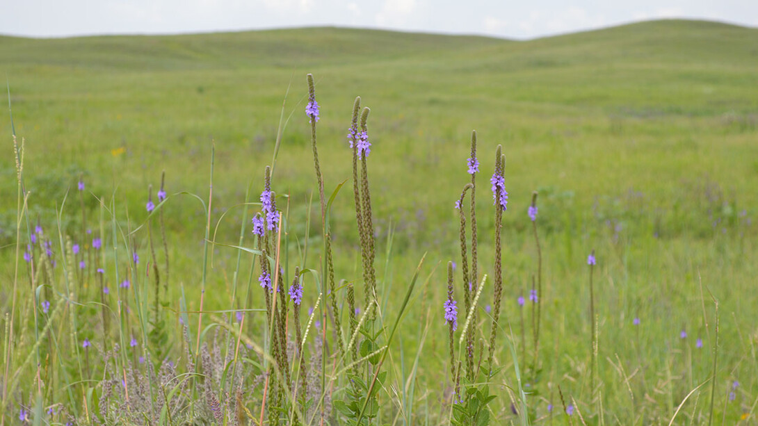 The Nebraska Environmental Trust has awarded 23 grants totaling more than $2.1 million to University of Nebraska–Lincoln projects.