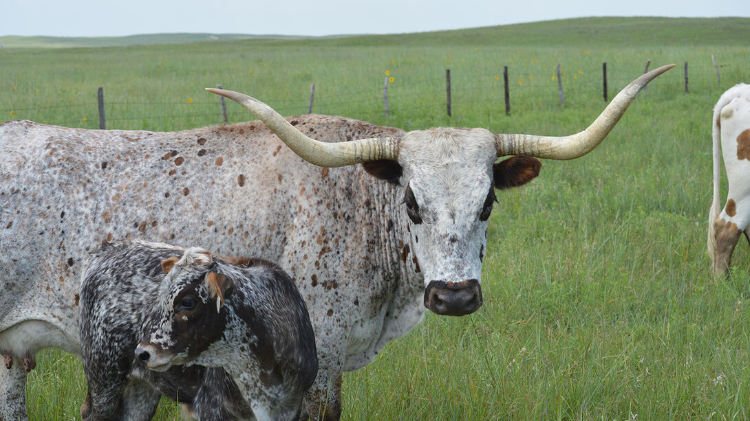 The Agricultural Genome to Phenome Initiative aims to increase understanding of how genetic code affects physical and behavioral traits in crops and livestock. Additionally, the initiative aims to standardize and streamline how phenomic information is collected and shared by agronomists, researchers and others.