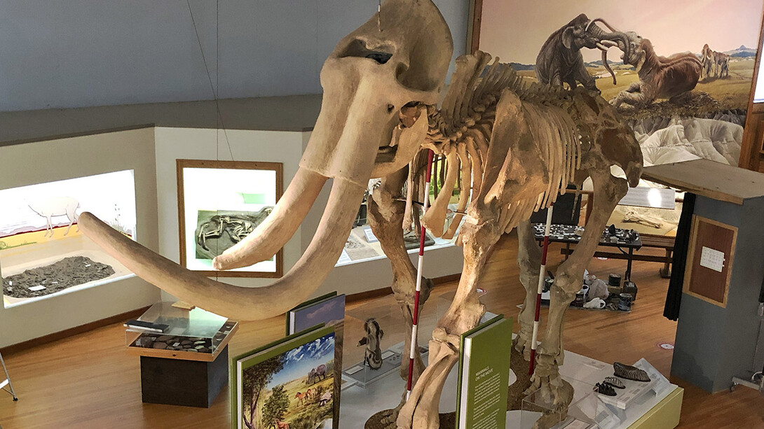 The newly renovated “Ice Age Mammals” exhibition at Trailside Museum explores the migration of mammoths and Paleo-Indians. It was constructed in a style similar to Morrill Hall’s “Cherish Nebraska” exhibition.