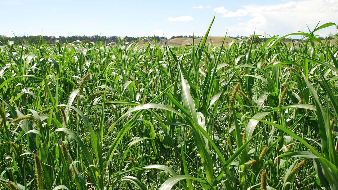 farm field