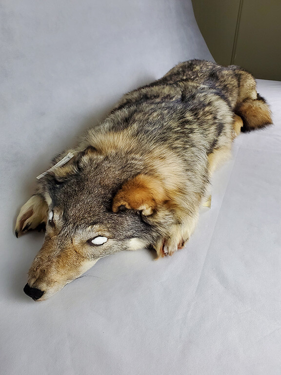 A preserved gray wolf fur
