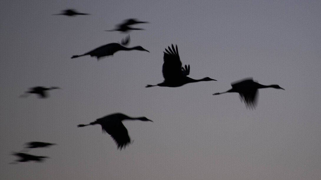 Sandhill cranes in flight