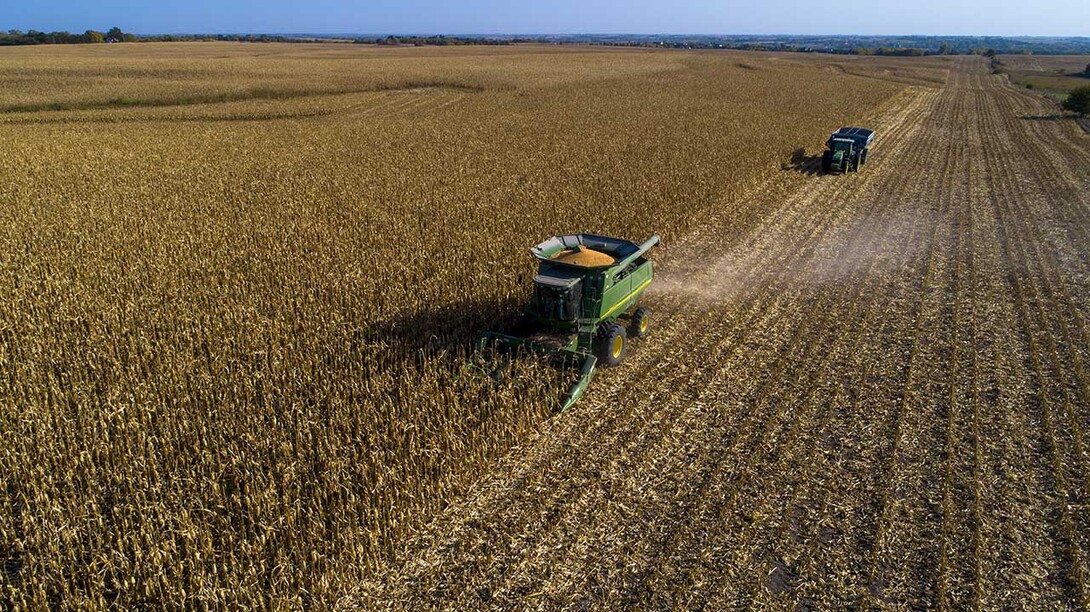 Combine harvesting corn