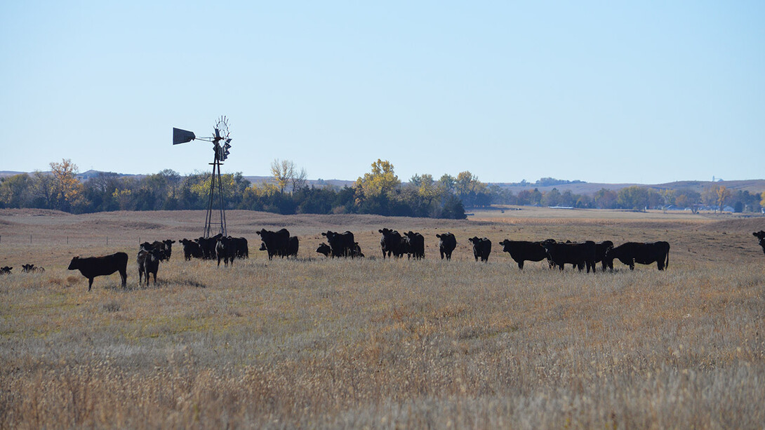 The Nebraska Integrated Beef Systems Hub brings together faculty members in wide-ranging disciplines with cattle producers and industry partners to solve new challenges facing the beef industry.