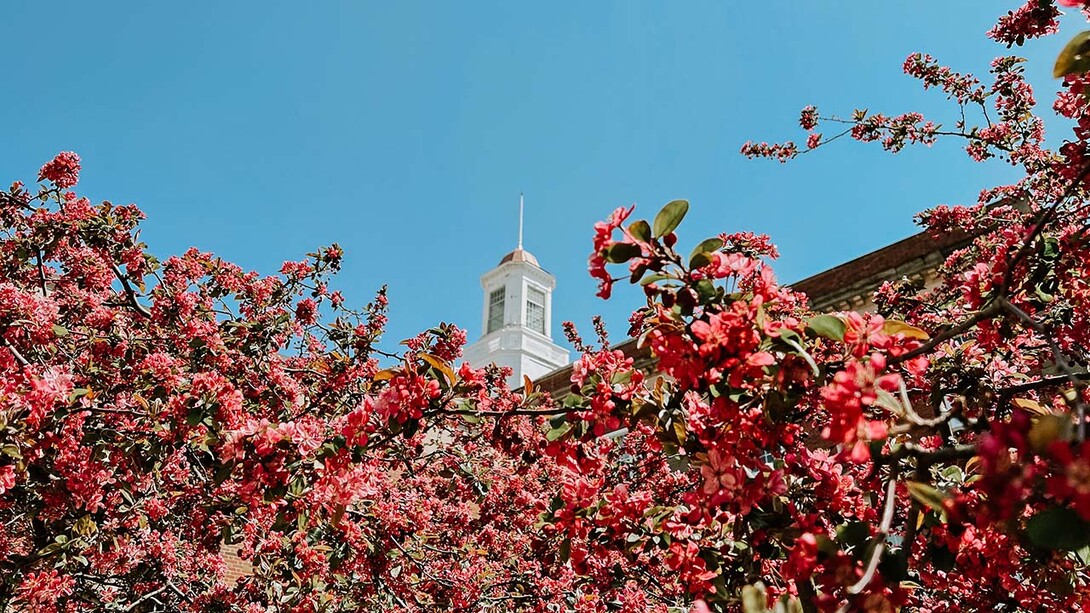 Trees blooming, with Love Library cupola in background