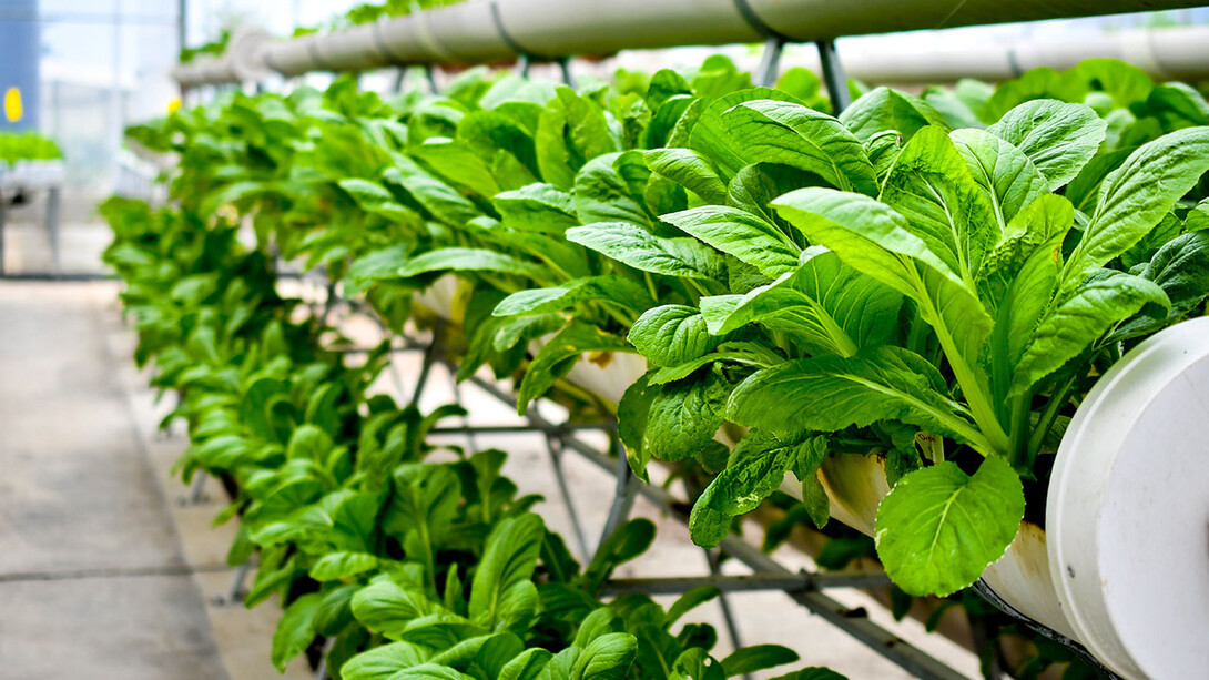 Vertically stacked rows of leafy green plants growing in cylindrical containers