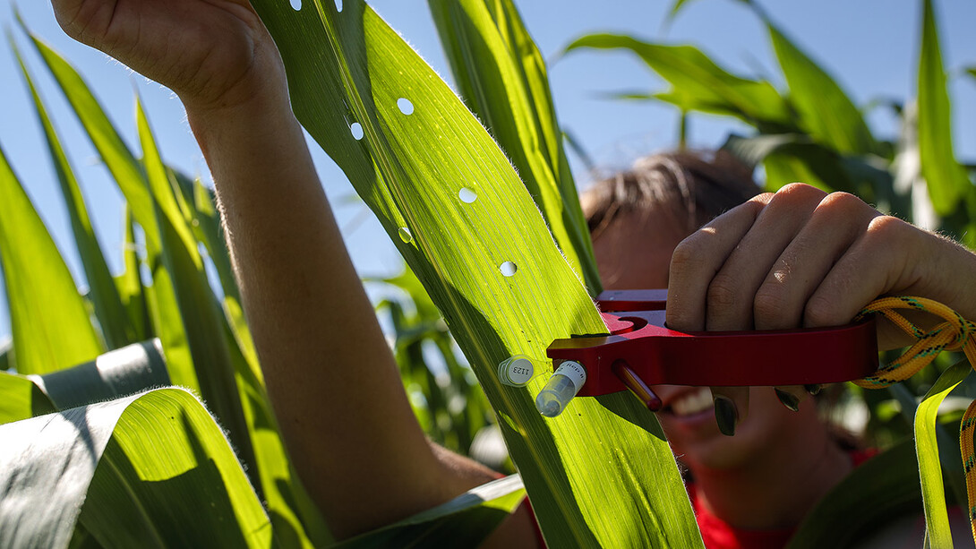 Sierra Conway uses a punch to collect samples from the leaves of several corn plants in each plot at the University of Nebraska–Lincoln’s research fields at 84th and Havelock in July 2020. Nebraska is one of three universities taking lead roles in the multi-institutional Agriculture Genome to Phenome Initiative, which recently received a third round of funding from the U.S. Department of Agriculture’s National Institute of Food and Agriculture.