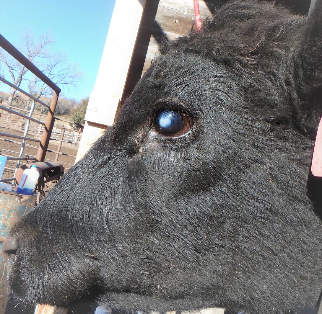 Close-up of cow's head