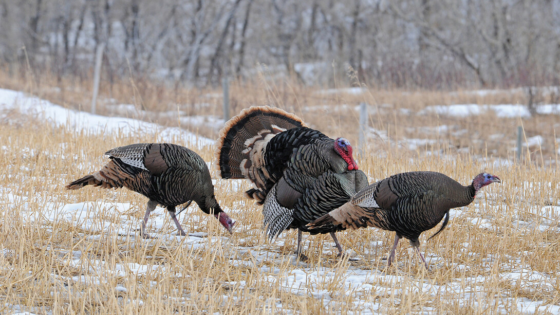 Three wild turkeys in a snowy field