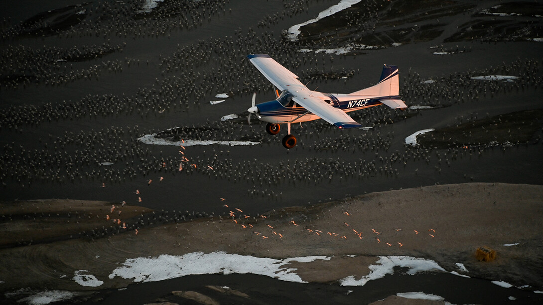 A small plane flies above migrating cranes.