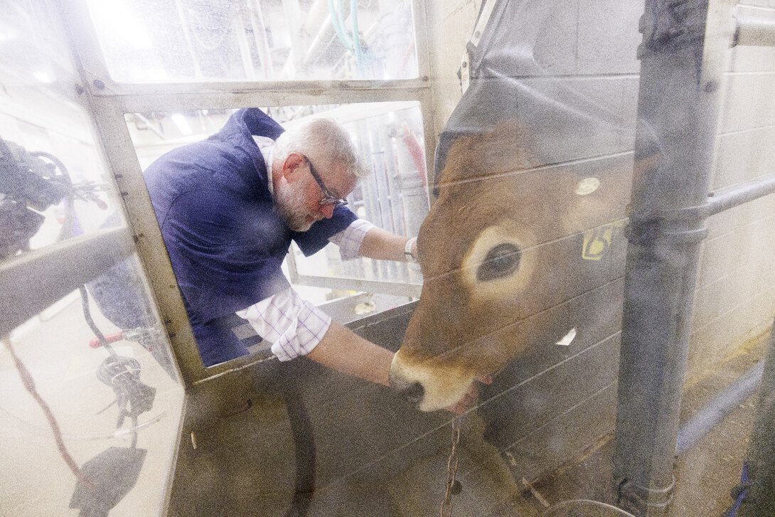 Paul Kononoff hooks up Lila, a 10-month old jersey cow, in a portable booth, where her breath will be measured and sampled.