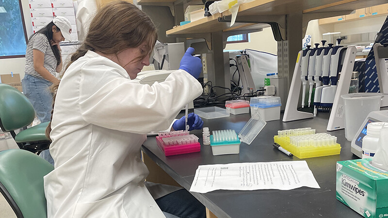 McQuillen extracts DNA from geese samples in the conservation genomics lab in Hardin Hall.