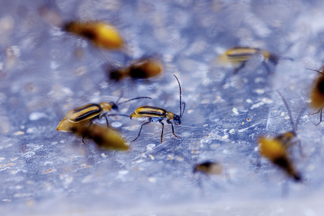 Close-up of western corn rootworms