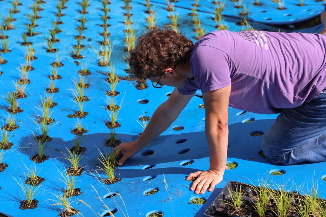 Ethan Wollberg, a sophomore biological systems engineering major, snaps a potted sedge into a floating treatment wetland at a Lincoln residential pond on June 14.