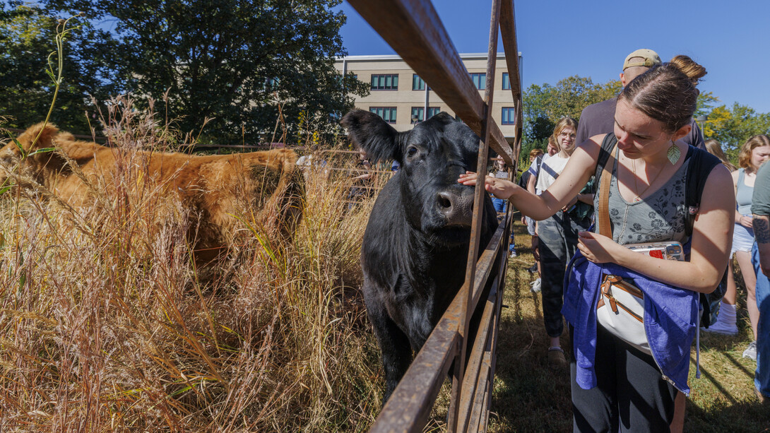 A young woman pets a black cow.