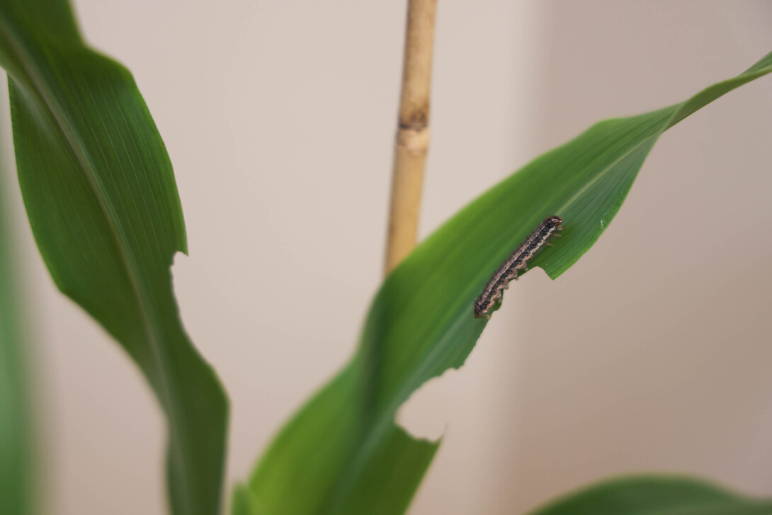 Sorghum leaves show feeding damage from fall armyworms in Joe Louis’ entomology lab.