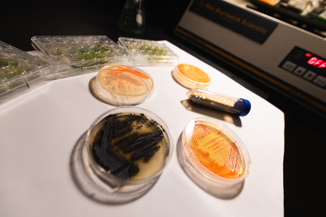 This lab image showcases a series of microbial cultures central to groundbreaking research. The black petri dish contains Exophiala viscosa, a melanin-producing fungus, while the pink dishes display the genetically modified albino mutant strain, lacking melanin pigmentation. The tube of dark liquid contains melanin extracted from E. viscosa's spent media. The green multi-well plates contain tricultures of E. viscosa, algae and cyanobacteria.