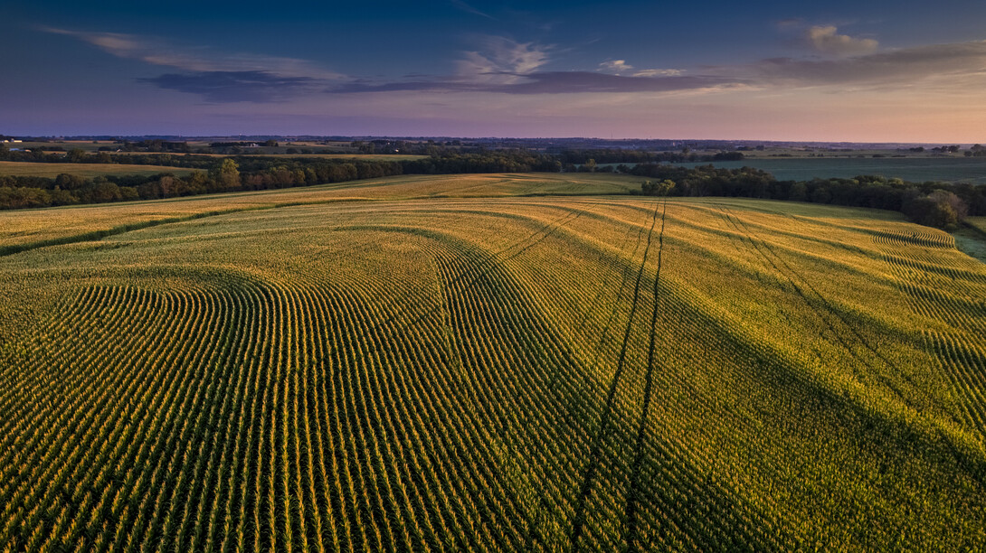 Aerial view of a cornfield at sunrise.