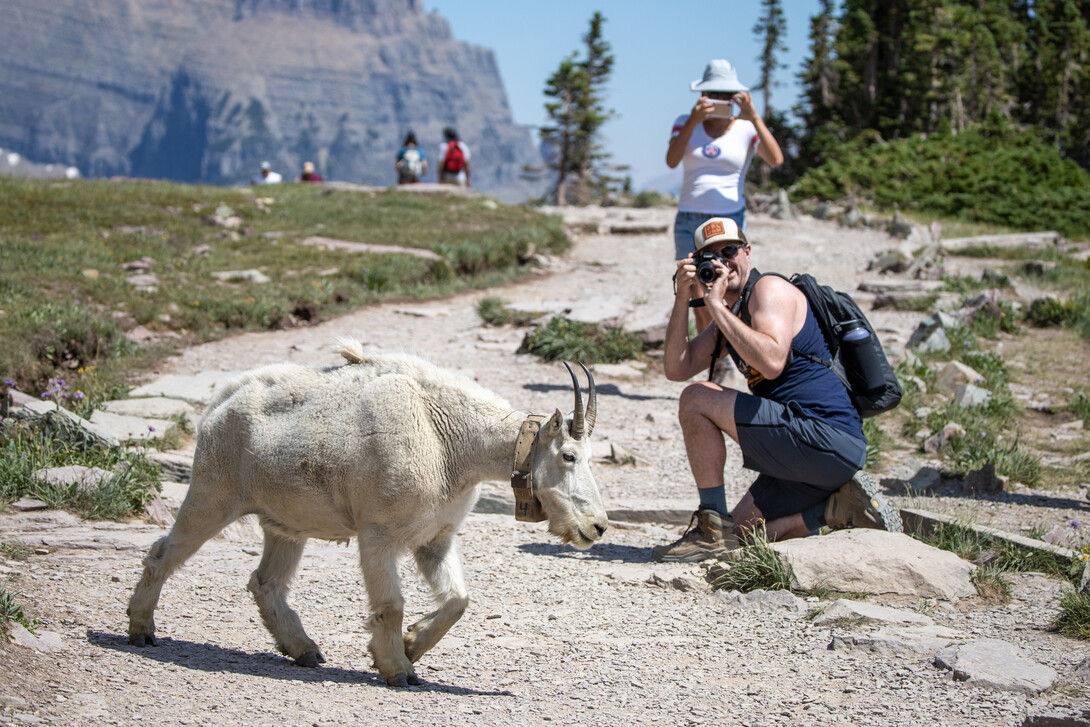 A man and woman photograph a mountain goat wearing a tracking collar in Glacier National Park in Montana.