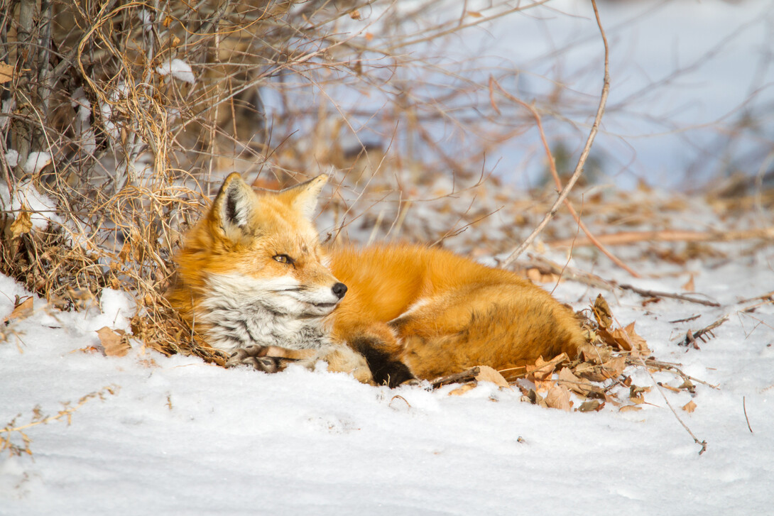 A fox rests in the snow near Fort Collins, Colorado.