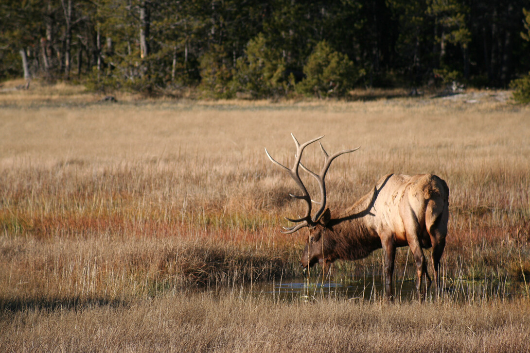 A male elk drinks from a pond in Yellowstone National Park.