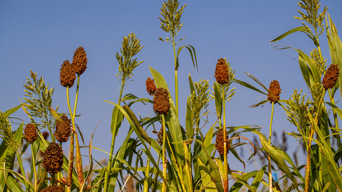 Sorghum plants in a field