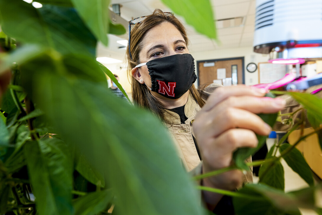 Tala Awada Greenhouse