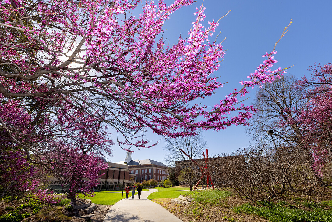 Pink blooms adorn the campus in April. 