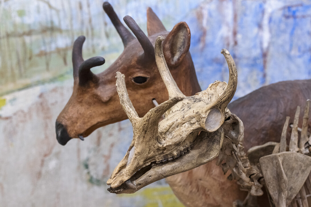 Four-horned antelope close up