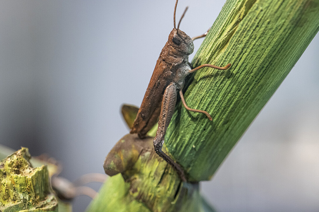 A close-up of a model Rocky Mountain locust