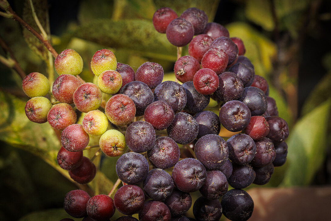 Aronia berries. 