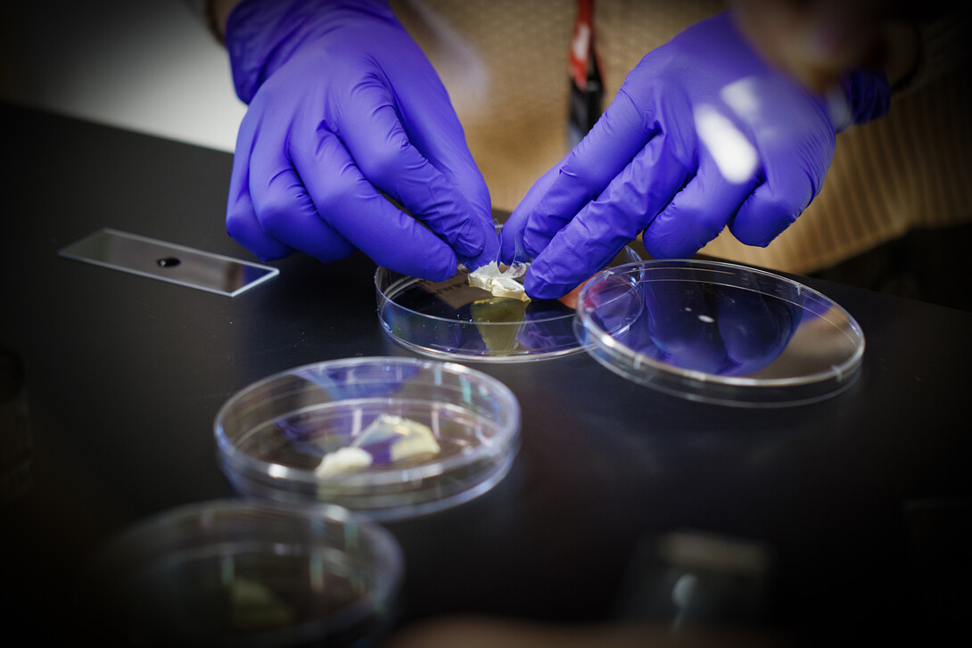 Students use a piece of tape to take a sample of moldy cheese and transfer it to a slide. Heather Hallen-Adams teaches FDST 492 - Special Topics in Food Science and Technology topic Moldy Meals: Koji & More.