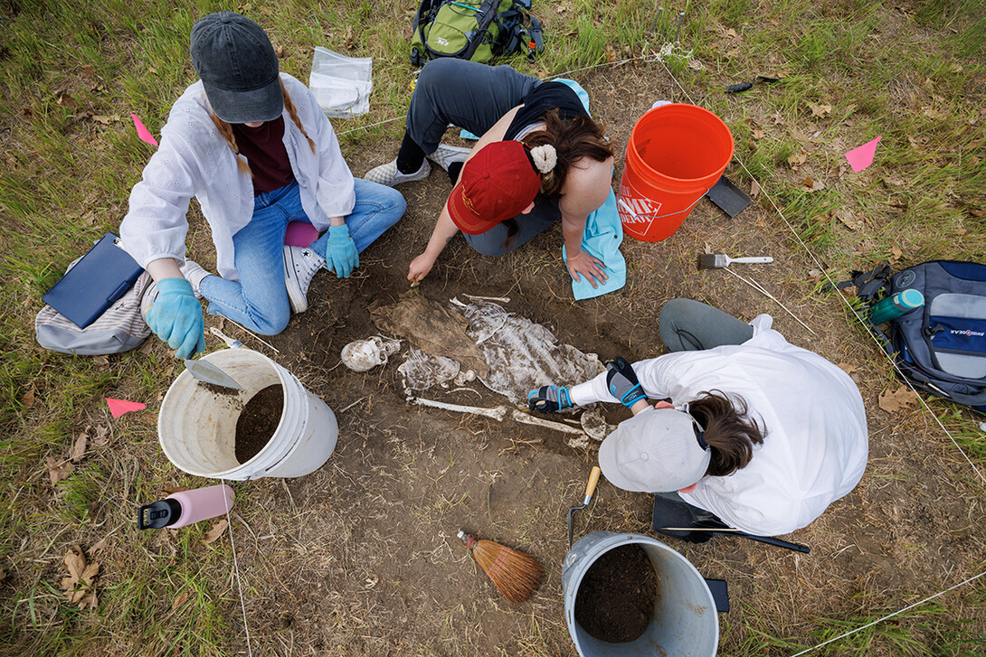 Sophia Huss, Tori Markwell and Zoe Durand work to excavate a plastic skeleton representing a apparent crime victim at a forensic anthropology site.