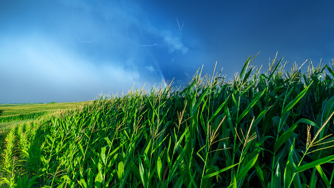 Photo of a storm over a corn field.