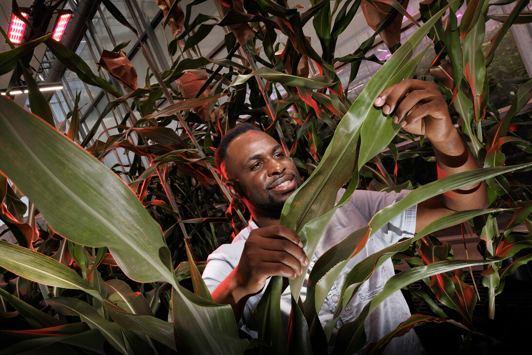 Michael Tross looks over a corn leaf growing in the Nebraska Innovation Greenhouse. Tross, a graduate student in Complex Biosystems and a member of James Schnable’s lab, spent the past semester as an intern at Google working with A.I. and agriculture.