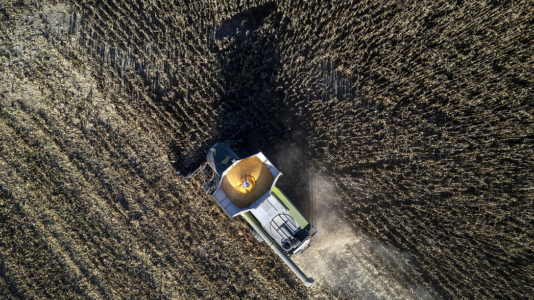 Justin Korver harvests corn in the southeast Lancaster County. November 8, 2023. 