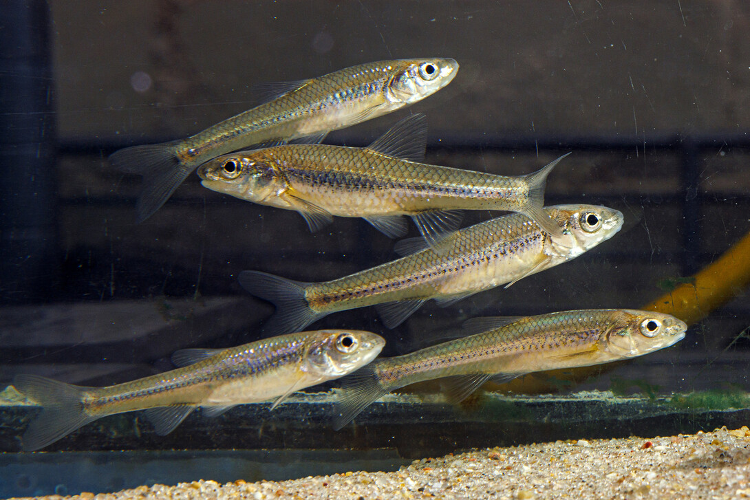 Bigmouth shiners are a plentiful fish in Midwest rivers.