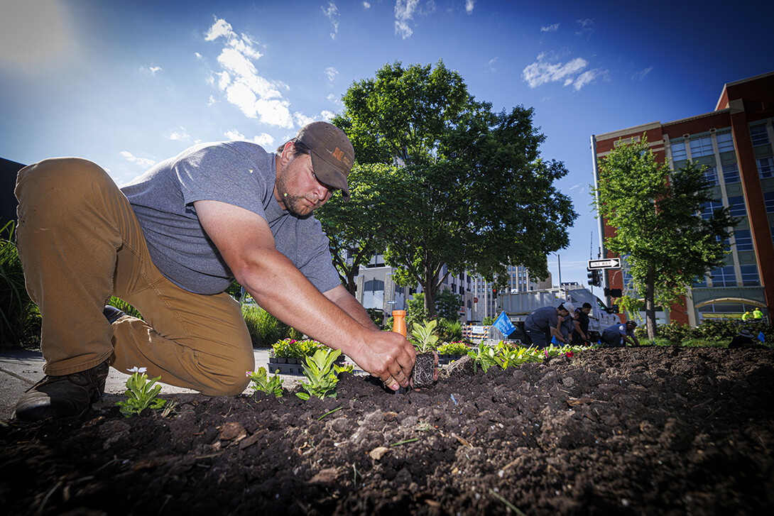 Sam Dolezal plants vincas outside of the Van Brunt Visitors Center.