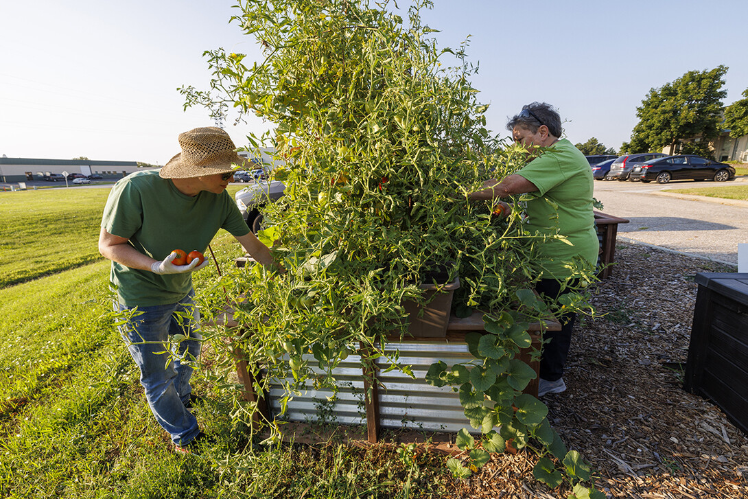 Two people harvest vegetables from a raised garden bed.