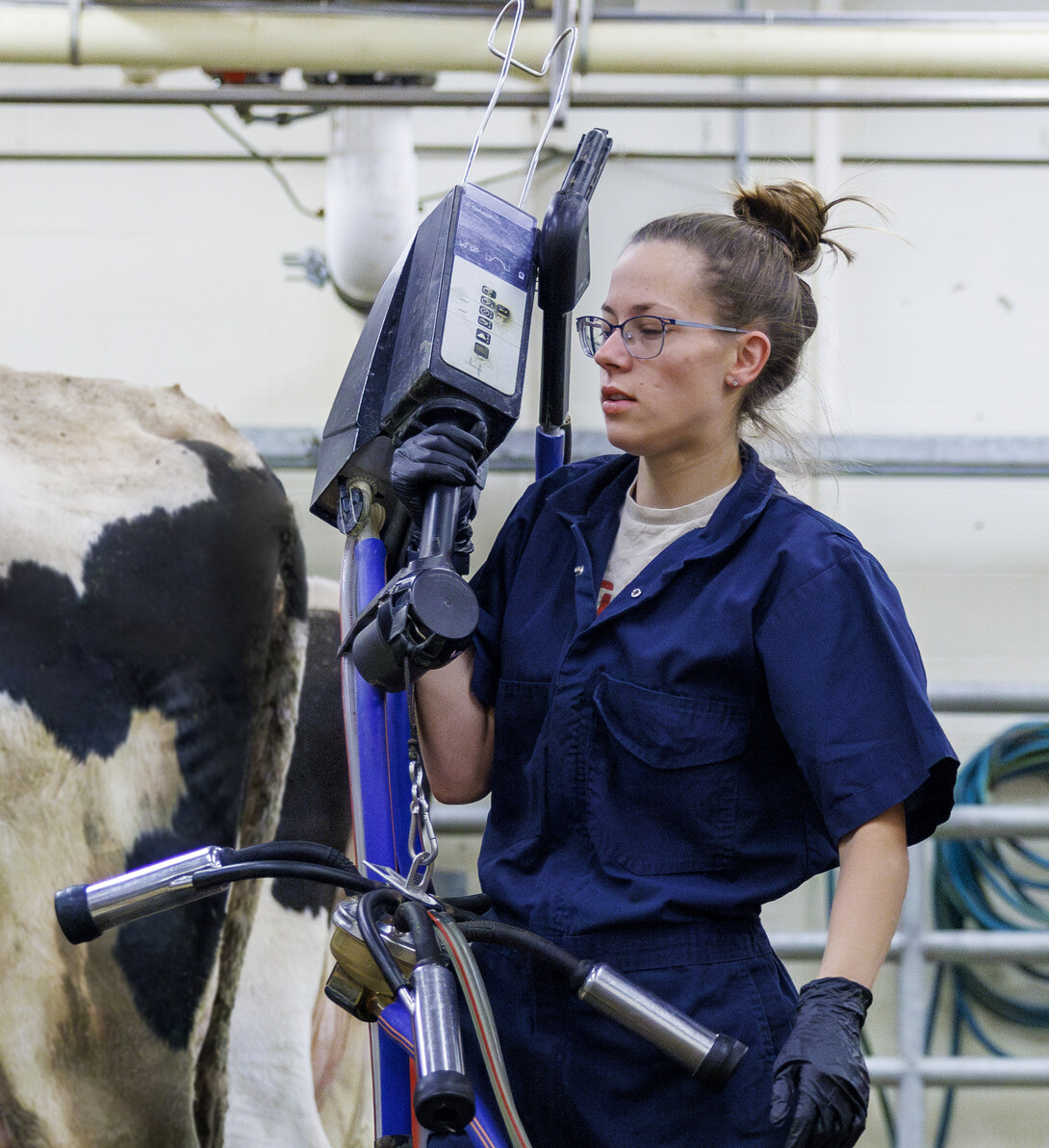 A woman moves a device closer to a cow.