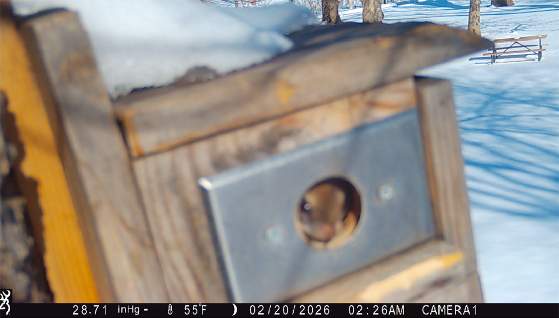 Southern Flying Squirrels spotted by trail cameras on East Campus.