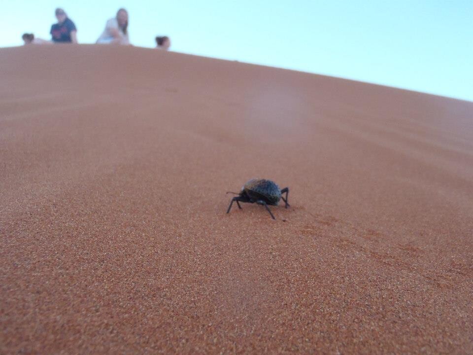 Students watch an insect from atop a Namibia dune.