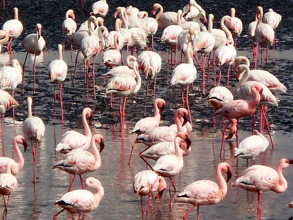 Flamingos