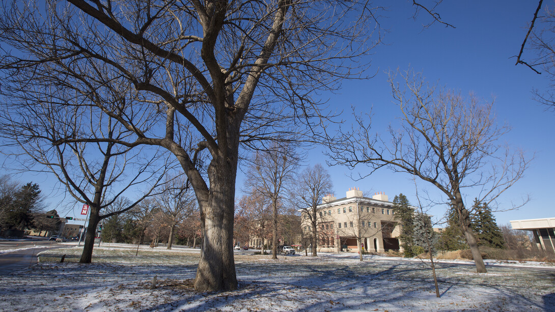 The university will treat about 10 percent of its ash tree population to protect them from Emerald Ash Borer. Trees to be treated include the blue ash (front, center) on East Campus.