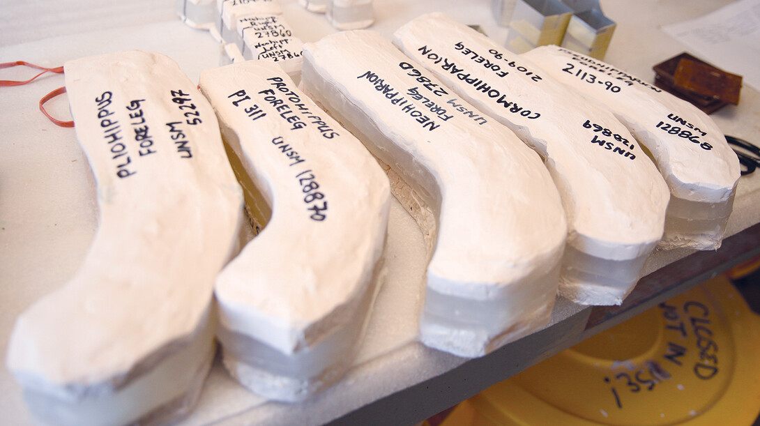 Museum preparators recently created molds of legs from five different horses that are on display at Ashfall Fossil Beds. The original fossils are being loaned to Harvard University for further study.