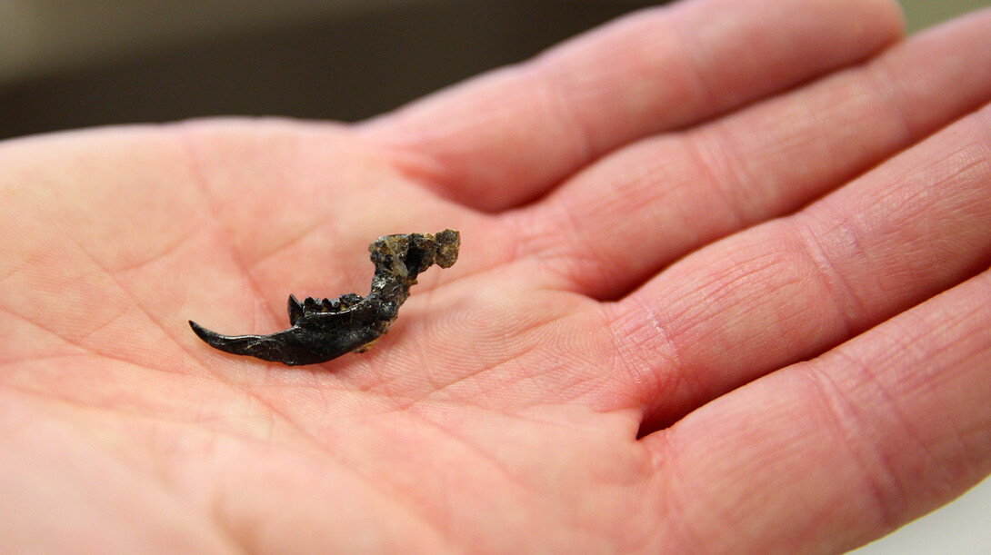 Rob Skolnick holds a microfossil jaw he excavated in the University of Nebraska State Museum's Nebraska Hall lab.