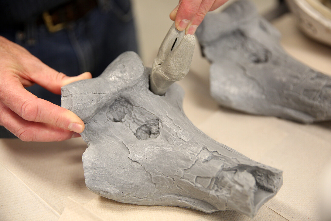 Rob Skolnick, prepartor with the University of Nebraska State Museum, demonstrates how a tooth fits into a bite mark in the copy of a fossil he found in the 1980s. The fossil copy is used in a hands-on exhibit at Agate Fossil Beds National Monument.