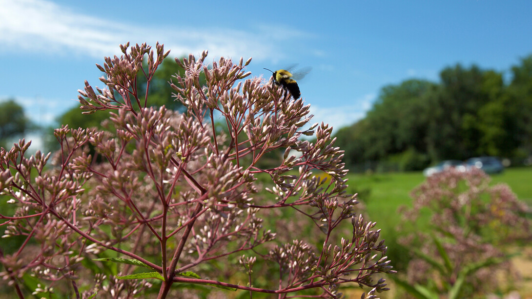 A bumble bee lands on a bloom in the new pollinator garden on UNL's East Campus. A tour of the space is scheduled for noon to 1 p.m. Aug. 9.