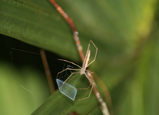 The net-casting spider Deinopis spinosa is shown holding the band of wooly silk that it uses to engulf and capture prey. UNL doctoral student Jay Stafstrom spent two months in a Florida state park observing the spider's hunting behavior.