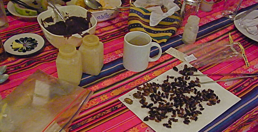 A plate of beetles waits to be sorted during breakfast on a research trip led by Nebraska's Brett Ratcliffe.